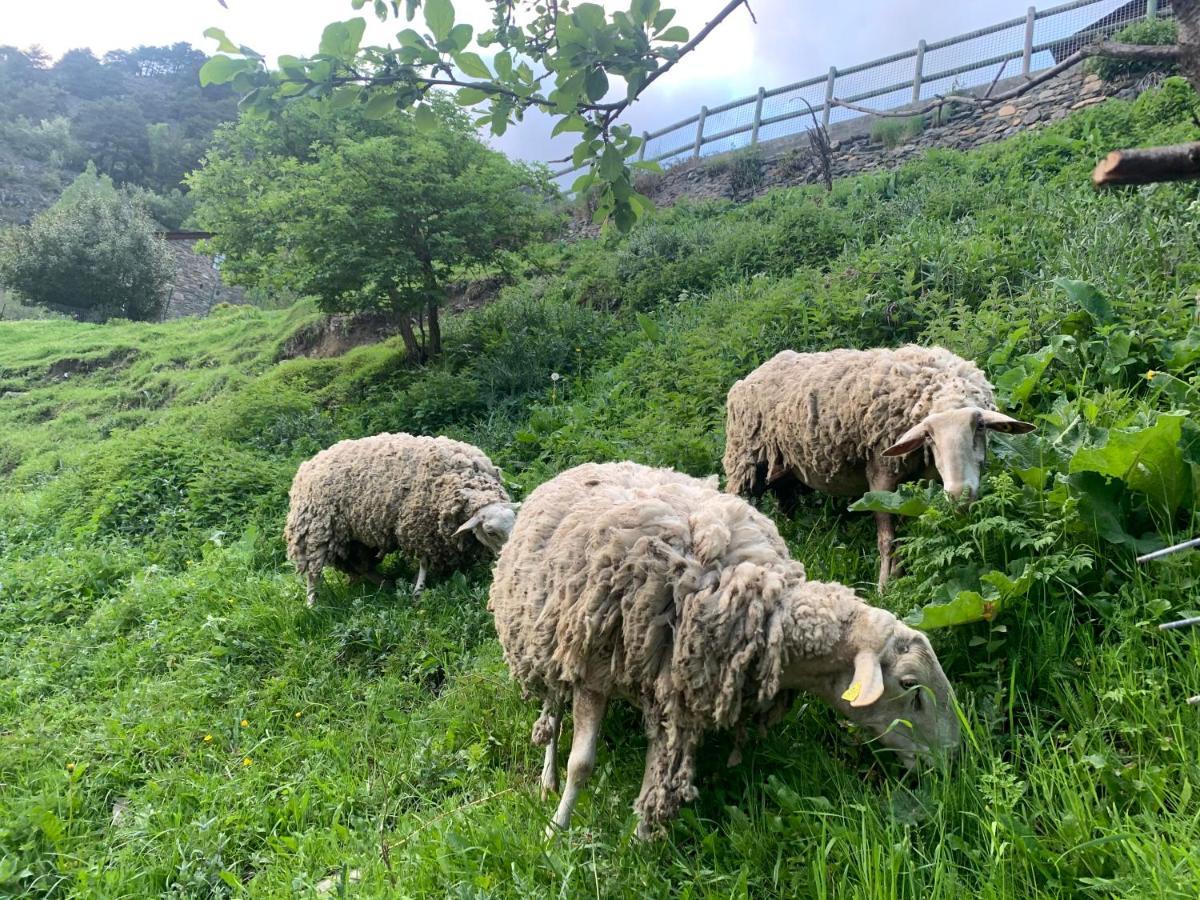 Siscaro - Peu Del Riu 310 - Vall D'Incles - Soldeu Apartment Luaran gambar
